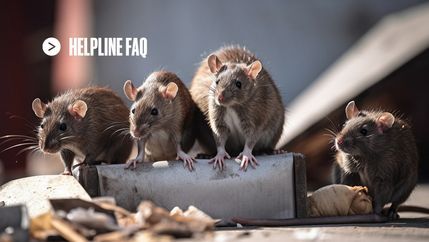 Helpline FAQ, Rats.jpg