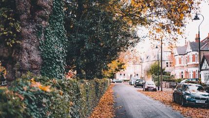 Street with ivy.jpg