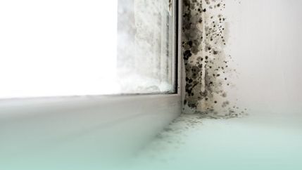 PML mould on window seal.jpg