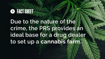 FS Cannabis plant.jpg
