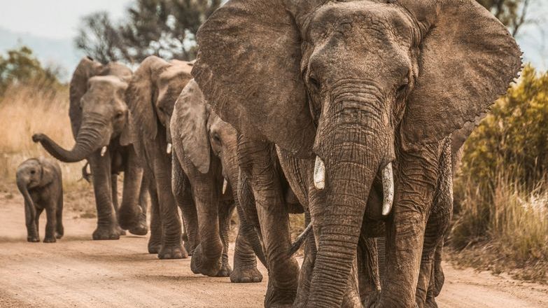Elephant family walking