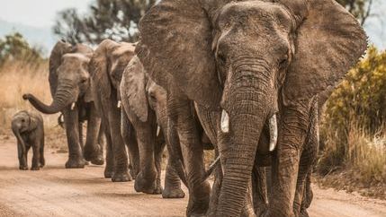 Elephant family walking