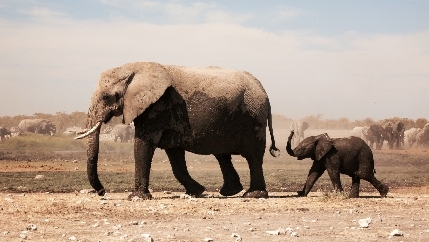 Adult and baby elephant.jpg