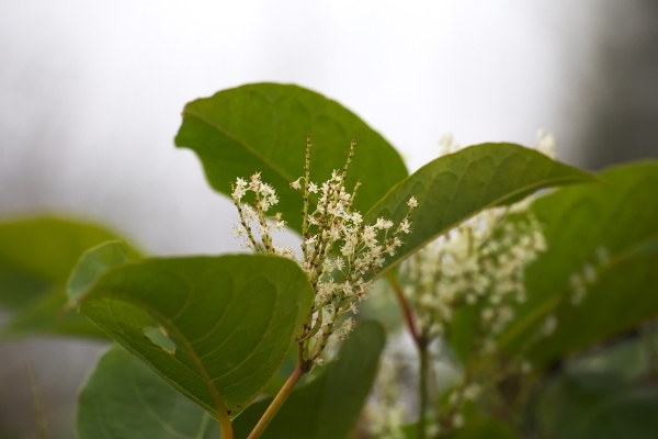 Japenese Knotweed flowering