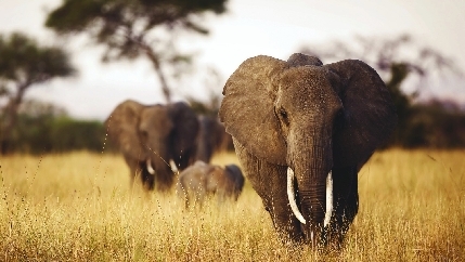 Elephant.jpg