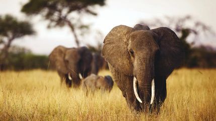 Elephants walking towards camera