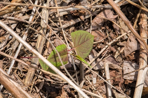 Japenese Knotweed dead stems 