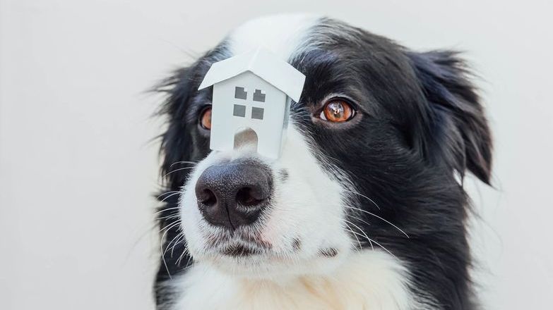 Dog posing with model house.jpg