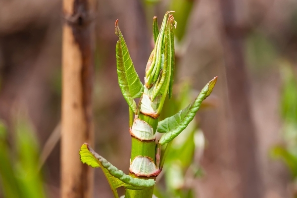 Japenese Knotweed bamboo like stem