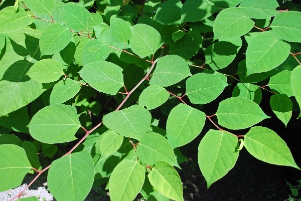 Japenese Knotweed bright green leaves