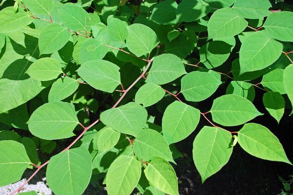 Japenese Knotweed bright green leaves