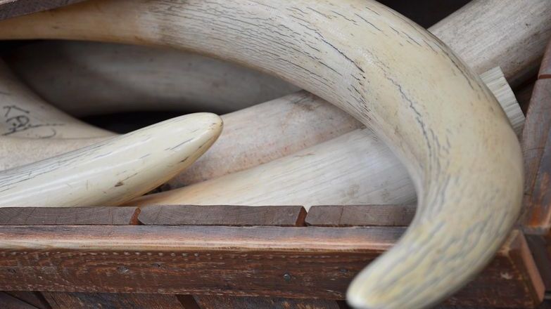 Ivory tusks in wooden crate.jpg