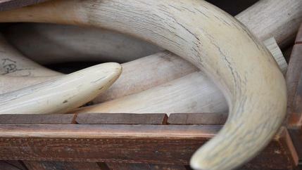 Ivory tusks in wooden crate.jpg
