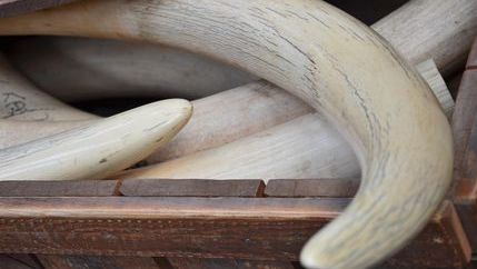 Ivory tusks in a wooden crate