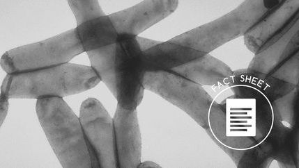 FS Legionella.jpg