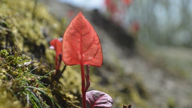 Japanese Knotweed.jpg