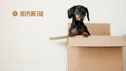 Helpline FAQ, Dog in a box.jpg