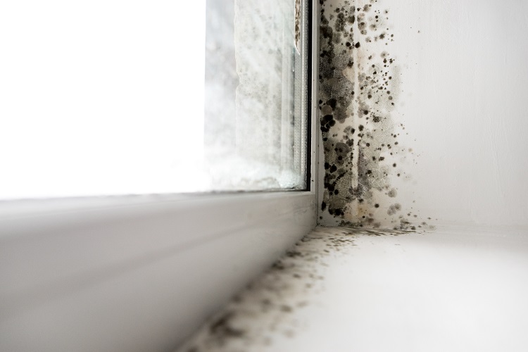 Mould around a window