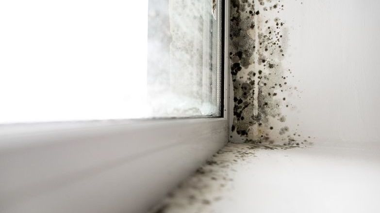 Mould on window seal.jpg