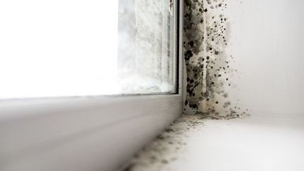Mould around a window